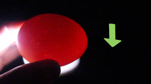 How To Candle An Egg 8 Steps With Pictures Wikihow