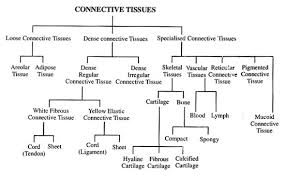 Types Of Connective Tissues With Diagram Animal Tissue
