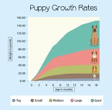 Puppy Development Growth Chart A Complete Guide For 2019