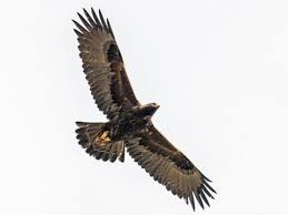 golden eagle identification all about