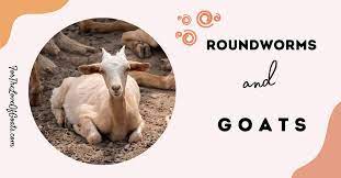 roundworms and goats