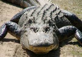 Alligator attacks: How to avoid the reptiles, stay safe around the water -  al.com
