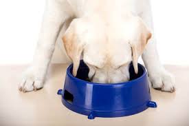 Best Dog Food For Large Breeds American Kennel Club