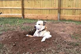 do dogs dig holes before they