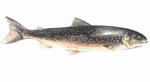 arctic char nutrition facts and health