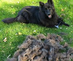 Your Dog Excessively Shedding