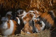What do guinea pigs like to sleep on?