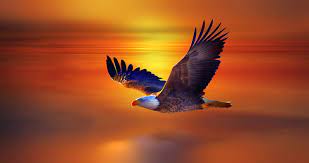 flight eagle bald eagle