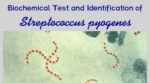 Biochemical Test And Identification Of Streptococcus Pyogenes