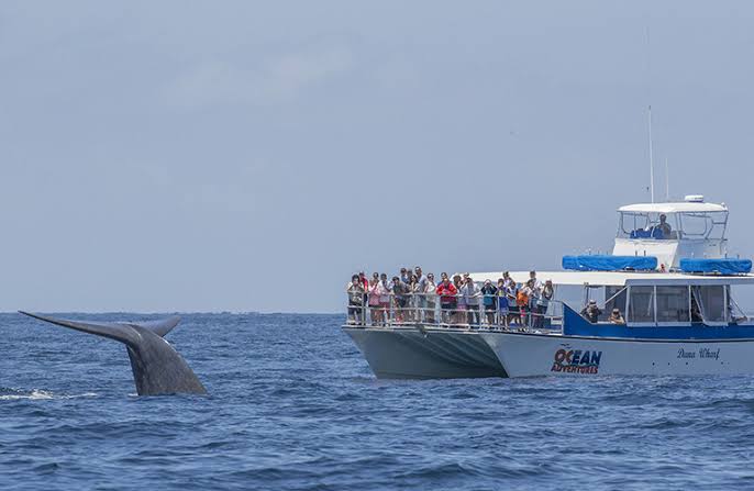 Dana Wharf Sportfishing & Whale Watching