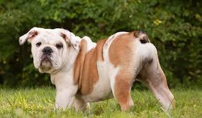 They cost a lot of buy and even more to keep. Bulldog Dog Breed Information