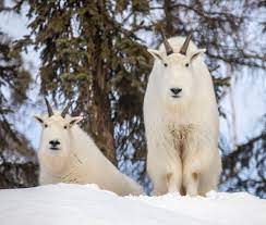dall sheep mountain goat the alaska zoo