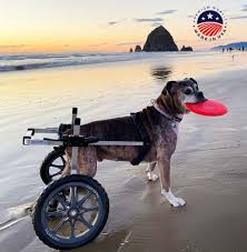 dog wheelchair for back legs rear