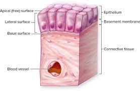5 1 Epithelial Tissue Surfaces