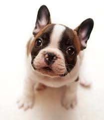 The french bulldog breed originally came to the united states with groups of wealthy americans who came across them and fell in love while touring europe in the late 1800s. Puppies For Sale In Maryland Just Puppies