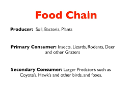 Food chain starts with the jojoba plant. Biome Desert