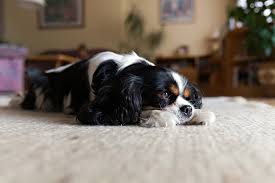 ultimate carpet cleaning for pets guide