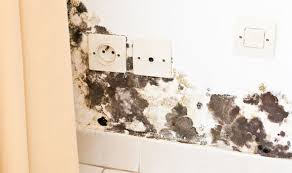 How To Get Rid Of Black Mould And Damp