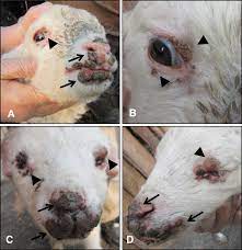 Typical clinical signs of orf virus infection in sheep. Proliferative... |  Download Scientific Diagram