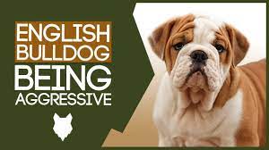 train aggressive english bulldog puppy