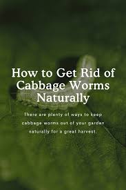 get rid of cabbage worms organically