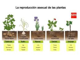 tipos de reproducción vegetal todo lo