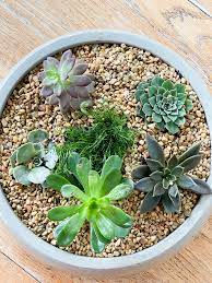 how to create a succulent dish garden