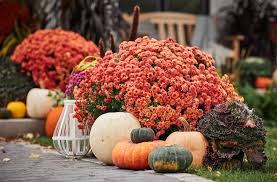 Fall Flowers And Plants For Gardens