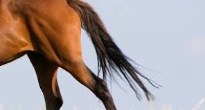 Hur långt mellan vaccinationer häst?