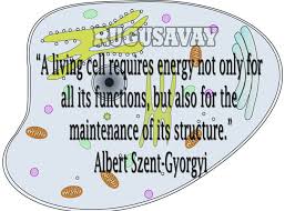 Quotes by Albert Szent-Gyorgyi @ Like Success via Relatably.com