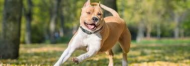My american staffordshire terrier training page discusses the program you need. American Staffordshire Terrier Dog Breed Facts Hill S Pet
