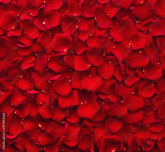 background of red rose petals stock