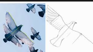 how to draw birds in flight you