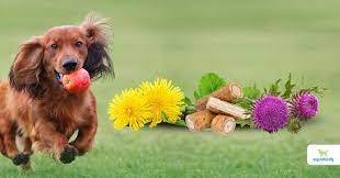 lipomas in dogs 6 herbs to get rid of