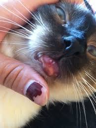 cat has a p inside her lower lip