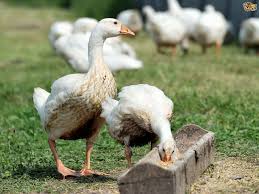 Typical north american landscaping is close to ideal for geese, so geese can be very first, see my answer on how to move geese off a property. Keeping Geese The Best And Most Natural Grass Control Ever Pets4homes