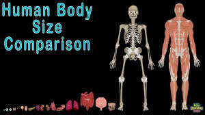 Where would you be without your bones? Human Body For Kids And Human Body Size Comparison Youtube