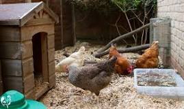 do-chickens-need-grass-in-their-run