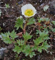 Ranunculus glacialis - Wikipedia