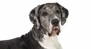 Basically, sometimes, great dane puppies grow too fast, causing problems with development. Great Dane Lifespan Are They Always A Short Lived Breed