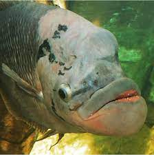 ugly fish by djheinrich steemit