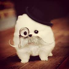 Image result for puppy with mustache