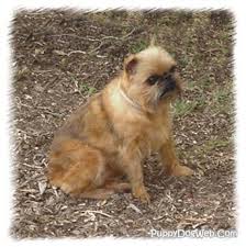 Brussels griffons attracts attention by their almost humanlike, quizzical expressions. Brussels Griffon Puppies Breeders Griffons