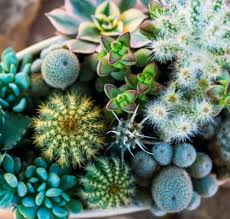 Cacti And Succulent Collection Blue