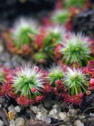 Grown under energy saving daylight bulbs, the resulting growth was anything but green, although one plant looked slightly different than the rest of its 'siblings'. 26 Drosera Ideas Carnivorous Plants Carnivorous Plants