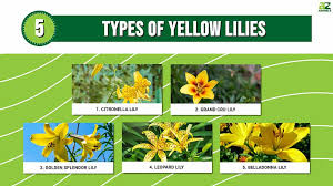 5 types of yellow lilies a z s