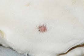 dog ringworm treatment and home remes