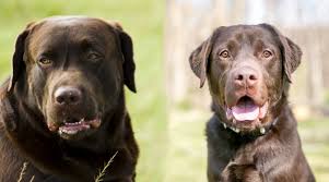 Caesar produces the most beautiful, athletic, pure breed chocolate english akc labrador retriever puppies you can find for sale in arizona!! English Labrador Vs American Labrador What S The Difference