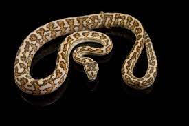 carpet python morphs