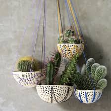 Check out the 13 best place to buy succulents online plus our reviews and tips. Cactus 13 Things To Know About Cactus Plants Cacti